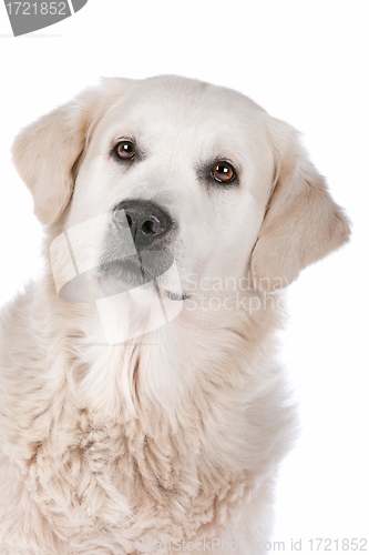 Image of Golden Retriever