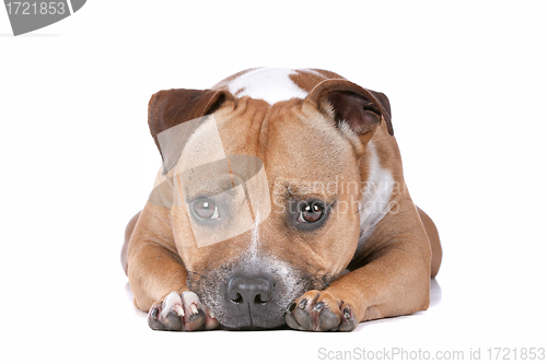 Image of staffordshire bull terrier