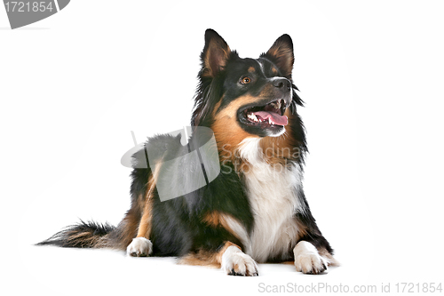 Image of Border Collie