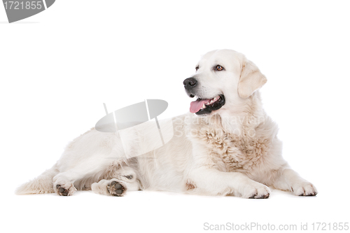 Image of Golden Retriever