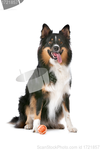 Image of Border Collie