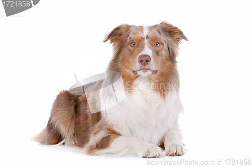 Image of Australian shepherd