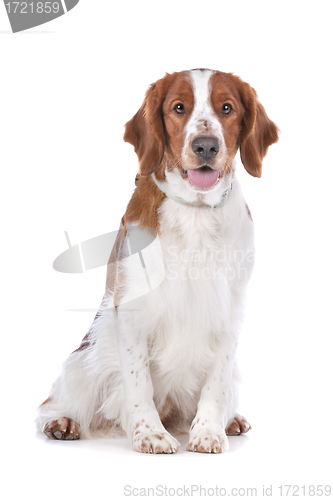 Image of Springer Spaniel