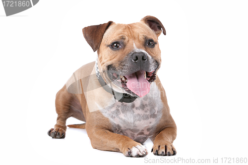 Image of staffordshire bull terrier