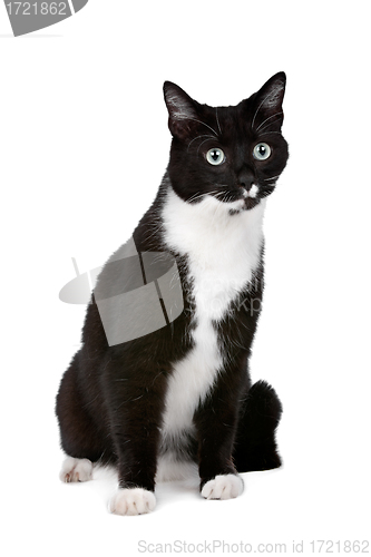 Image of cat