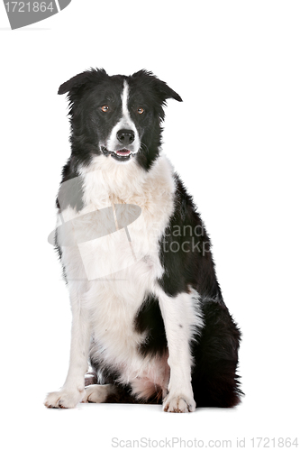 Image of Border Collie