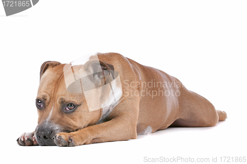 Image of staffordshire bull terrier