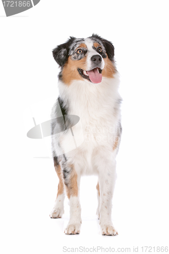 Image of Australian shepherd