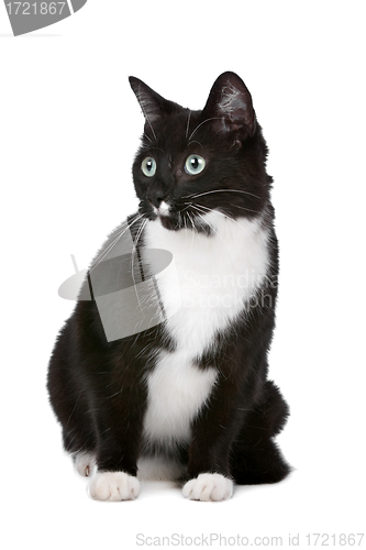Image of cat