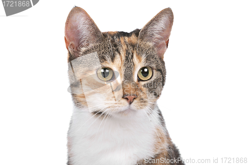 Image of cat