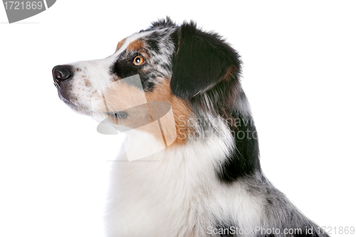 Image of Australian shepherd