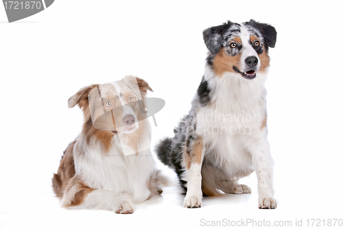 Image of Two Australian Shepherd dogs