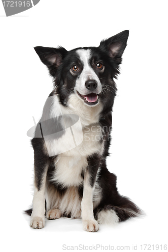 Image of Border Collie