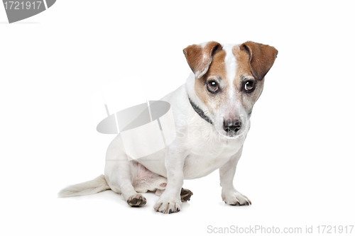 Image of Jack Russel Terrier