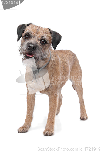 Image of Border Terrier