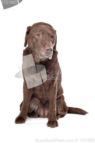 Image of Old sad chocolate Labrador