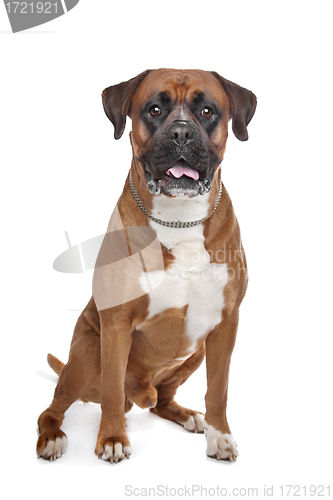 Image of Boxer dog