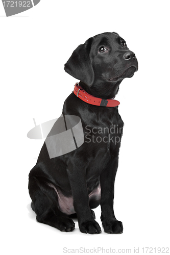 Image of Black Labrador puppy