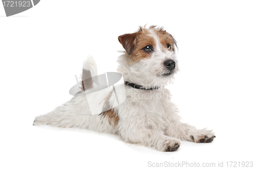 Image of Jack Russel Terrier