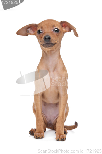 Image of Miniature Pinscher puppy