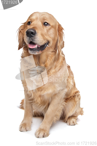 Image of Golden Retriever