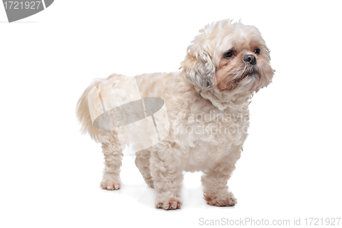 Image of mixed breed boomer dog