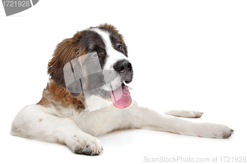 Image of St Bernard puppy