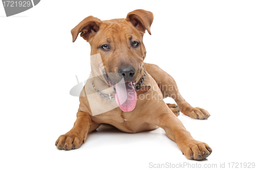 Image of mixed breed dog