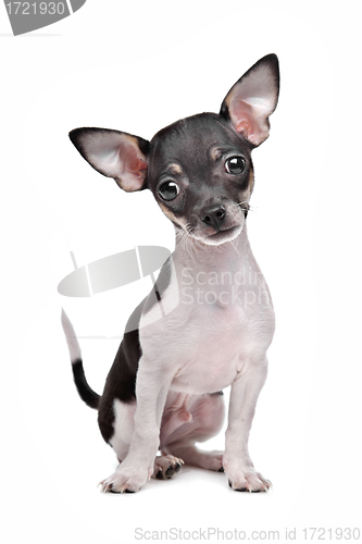 Image of short haired chihuahua puppy