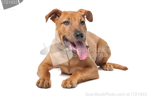 Image of mixed breed dog