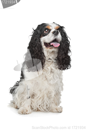 Image of Cavalier King Charles Spaniel