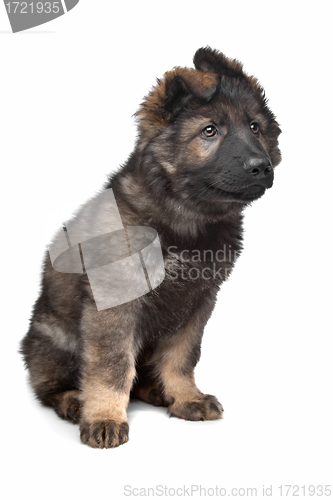 Image of Shepherd puppy