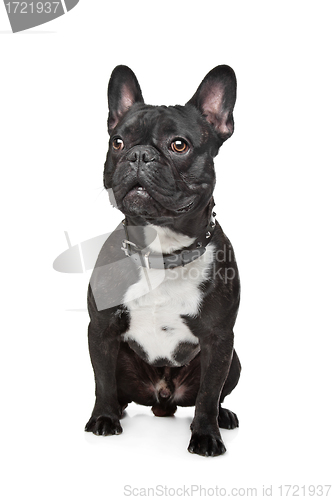 Image of Black and White French Bulldog