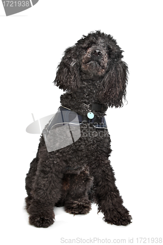 Image of Black Poodle