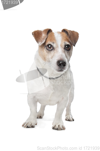 Image of Jack Russel Terrier