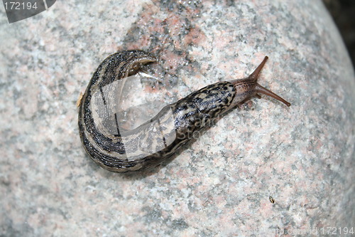 Image of Limax maximus snail