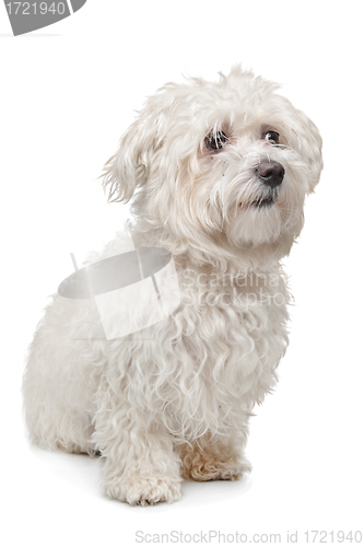 Image of Maltese dog