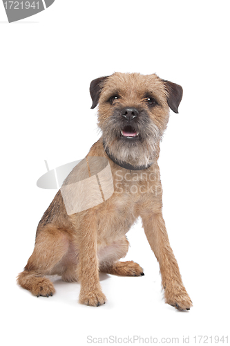 Image of Border Terrier