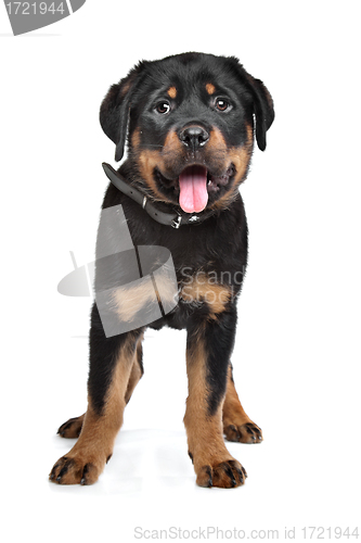 Image of rottweiler puppy