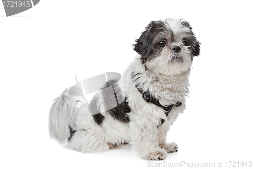 Image of Shih Tzu