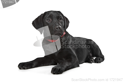 Image of Black Labrador puppy