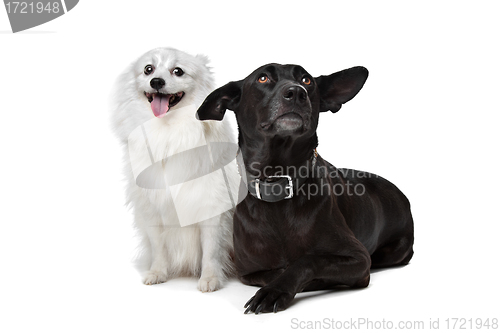 Image of Keeshond (Dutch Barge Dog) and a black Shepherd