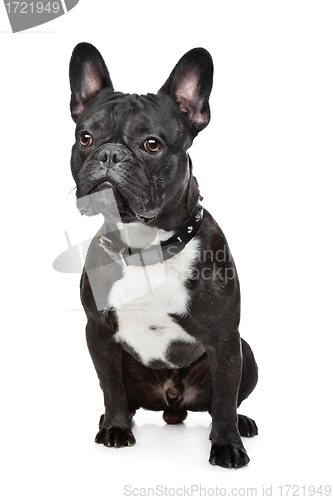 Image of Black and White French Bulldog