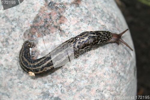 Image of Limax maximus snail