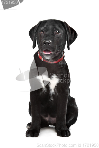 Image of Black Labrador puppy
