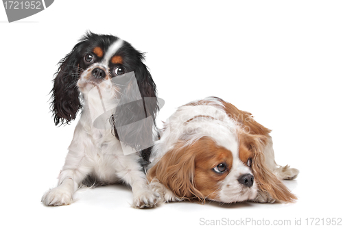 Image of two Cavalier King Charles Spaniel dogs