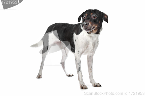 Image of Boerenfox (Dutch Terrier)