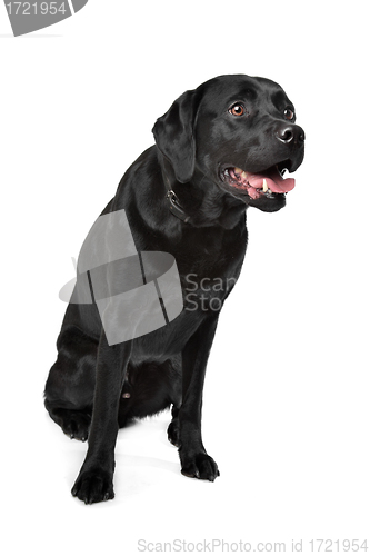 Image of Black Labrador