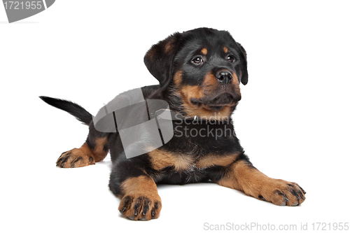 Image of rottweiler puppy