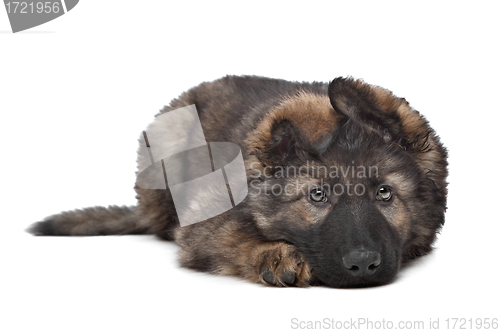 Image of Shepherd puppy